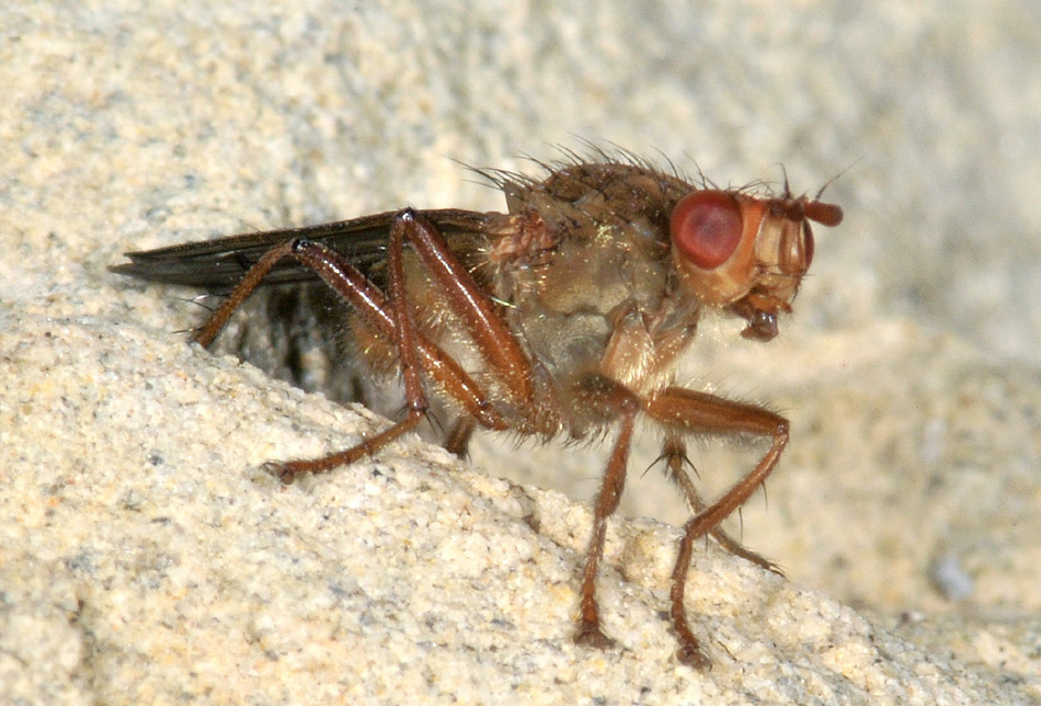 Scathophaga sp. (Scathophagidae)